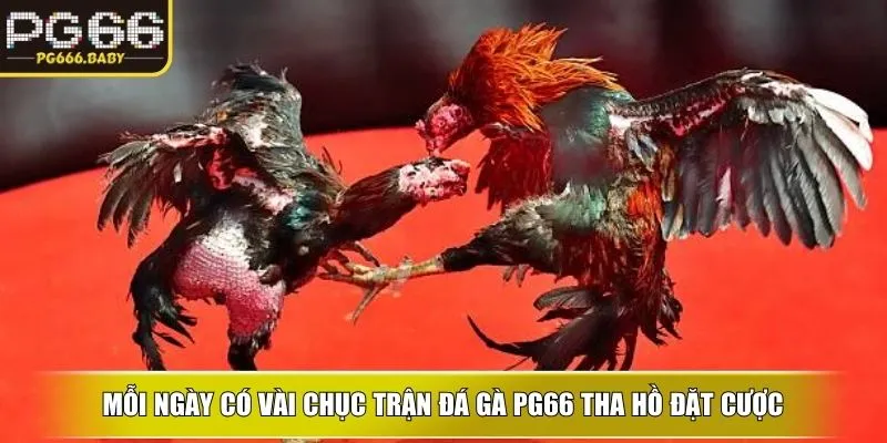 Mỗi ngày có vài chục trận đá gà ku tha hồ đặt cược