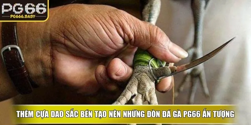 Thêm cựa dao sắc bén tạo nên những đòn đá gà ku ấn tượng